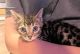 Bengal Cats for sale in Seattle, Washington. price: $500