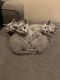 Bengal Cats for sale in Naperville, Illinois. price: $350
