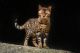 Bengal Cats for sale in Penobscot, Maine. price: $700