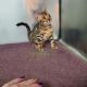 Bengal Cats for sale in Clinton Twp, MI, USA. price: $1,300