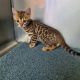 Bengal Cats for sale in Macomb Township, Michigan. price: $1,400