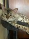 Bengal Cats for sale in Port St. Lucie, Florida. price: $800