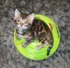 Bengal Cats for sale in Indianapolis, Indiana. price: $400