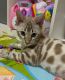 Bengal Cats for sale in El Monte, California. price: $600