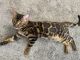 Bengal Cats for sale in San Diego, California. price: $1,400