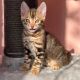 Bengal Cats for sale in Lake Los Angeles, California. price: $350