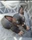 Bengal Cats for sale in Miami, Florida. price: $600