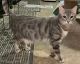 Bengal Cats for sale in Warren, Ohio. price: $600
