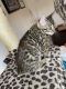 Bengal Cats for sale in Macomb Township, Michigan. price: $1,800