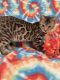 Bengal Cats for sale in Peoria, Arizona. price: $400