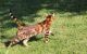 Bengal Cats for sale in Los Angeles, California. price: $740