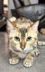 Bengal Cats for sale in Highland Beach, Florida. price: $500