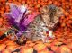 Bengal Cats for sale in Wisconsin Dells, WI, USA. price: NA