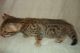 Bengal Cats for sale in Philipsburg, PA 16866, USA. price: $130