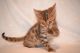 Bengal Cats for sale in Nickerson, NE 68044, USA. price: $130