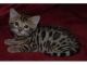 Bengal Cats for sale in South Lake Tahoe, CA 96150, USA. price: NA