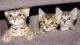Bengal Cats for sale in Douala, Cameroon. price: 50000 XAF
