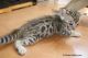 Bengal Cats for sale in Tracadie-Sheila, NB, Canada. price: $200