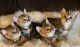 Bengal Cats for sale in Plattsburgh, New York. price: $1,500