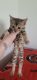 Bengal Cats for sale in Machesney Park, IL, USA. price: $1,000