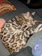 Bengal Cats for sale in Brunswick, Maine. price: $1,000