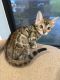 Bengal Cats for sale in Homestead, Florida. price: $2,000