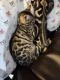 Bengal Cats for sale in Los Angeles, CA, USA. price: $1,800