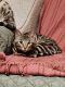 Bengal Cats for sale in Los Angeles, CA, USA. price: $1,500