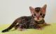 Bengal Cats for sale in Bowling Green, Kentucky. price: $500
