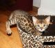 Bengal Cats for sale in Portland, OR, USA. price: NA