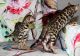 Bengal Cats for sale in Gilbert, AZ, USA. price: NA