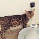 Bengal Cats for sale in Orlando, FL, USA. price: NA