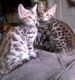 Bengal Cats for sale in Kansas City, KS, USA. price: $300