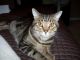 Bengal Cats for sale in Kansas City, KS, USA. price: $300