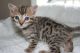 Bengal Cats for sale in Dedham, MA, USA. price: NA