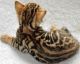 Bengal Cats for sale in Boise, ID, USA. price: $300