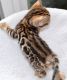 Bengal Cats for sale in Albuquerque, NM, USA. price: $300