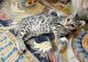 Bengal Cats for sale in Oceanside, CA, USA. price: $1,150