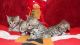 Bengal Cats for sale in Seattle, WA, USA. price: NA