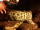 Bengal Cats for sale in Detroit, MI, USA. price: $1,200