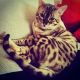 Bengal Cats for sale in Yucaipa, CA, USA. price: $1,500