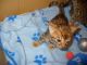 Bengal Cats for sale in Atlanta, IN, USA. price: $300