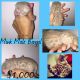 Bengal Cats for sale in Yucaipa, CA, USA. price: $1,000