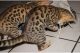 Bengal Cats for sale in Garner, IA 50438, USA. price: NA