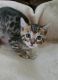 Bengal Cats for sale in Harrah, OK, USA. price: $750