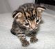 Bengal Cats for sale in Pasadena, CA, USA. price: NA
