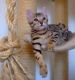 Bengal Cats for sale in Inglewood, CA, USA. price: NA