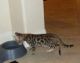 Bengal Cats for sale in Chula Vista, CA, USA. price: $600