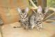 Bengal Cats for sale in Fairfield, CA, USA. price: NA