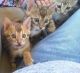 Bengal Cats for sale in Lakebay, WA 98349, USA. price: $1,200